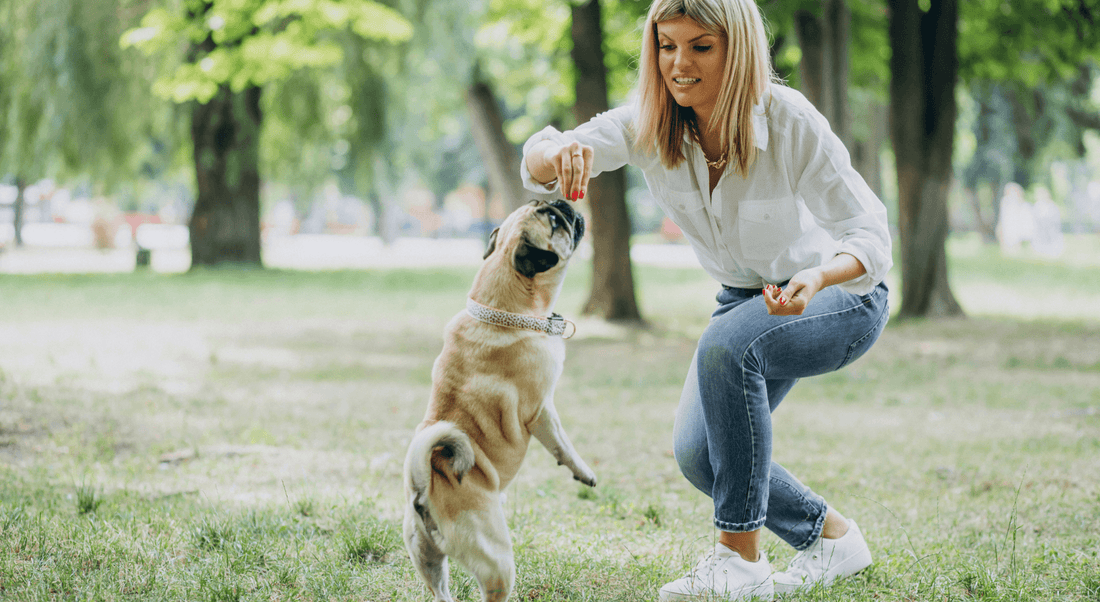 Understanding Dog Arthritis: Causes, Symptoms, and Treatment