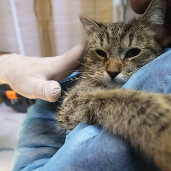 Changing Lives, One Pet at a Time